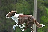 Canis donderdag