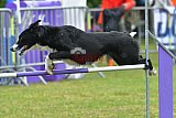 Canis donderdag