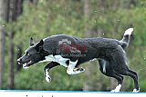 Canis donderdag