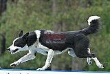 Canis donderdag