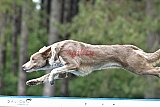 Canis donderdag