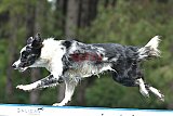 Canis donderdag
