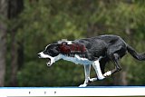 Canis donderdag
