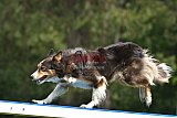 Canis donderdag