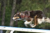 Canis donderdag