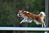 Canis donderdag