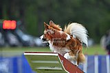 Canis donderdag
