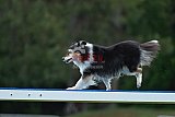 Canis donderdag