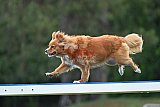 Canis donderdag