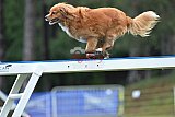 Canis donderdag