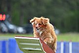 Canis donderdag