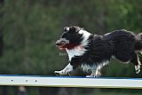 Canis donderdag