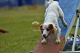 Canis donderdag
