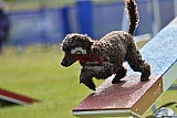 Canis donderdag