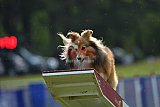 Canis donderdag