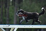 Canis donderdag