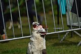 Canis donderdag