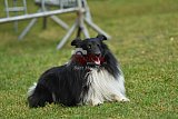 Canis donderdag