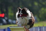 Canis donderdag