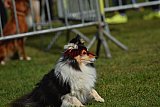 Canis donderdag