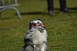 Canis donderdag
