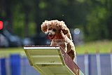 Canis donderdag