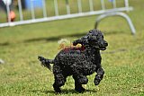 Canis donderdag