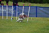 Canis donderdag