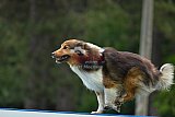 Canis donderdag