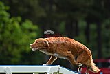 Canis donderdag