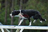 Canis donderdag