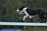 Canis donderdag