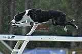 Canis donderdag