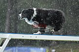 Canis donderdag