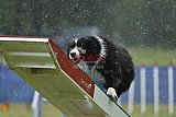 Canis donderdag