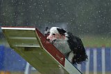 Canis donderdag