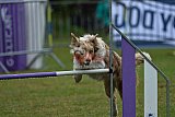 Canis donderdag