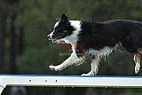 Canis donderdag