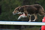 Canis donderdag