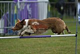 Canis donderdag