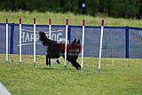 Canis donderdag