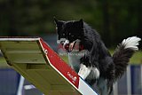 Canis donderdag