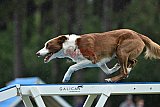 Canis donderdag