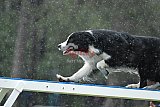 Canis donderdag