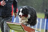 Canis donderdag