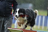 Canis donderdag