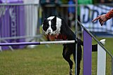 Canis donderdag