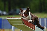 Canis donderdag