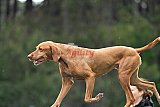 Canis donderdag
