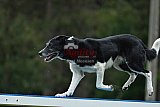 Canis donderdag